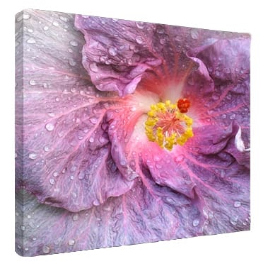 Hibiscus Digital Photo Printed to Canvas