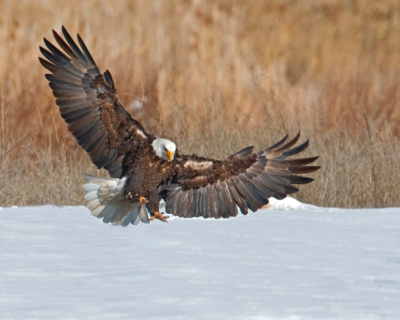 Bald eagle wildlife photography