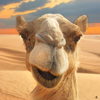 Cool Camel Photo Printed on Giclee Canvas