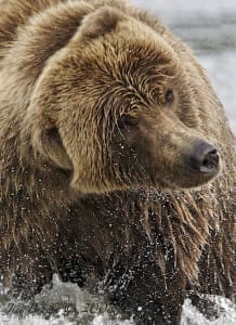 Jim Brown Coastal Grizzly Bear
