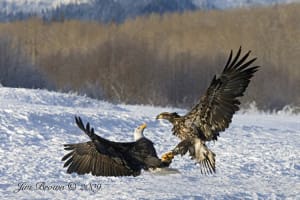 Jim Brown wildlife Bald Eagle in Flight