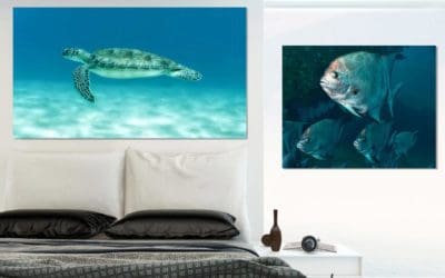 Underwater Photography Tips for Printing Images on Canvas